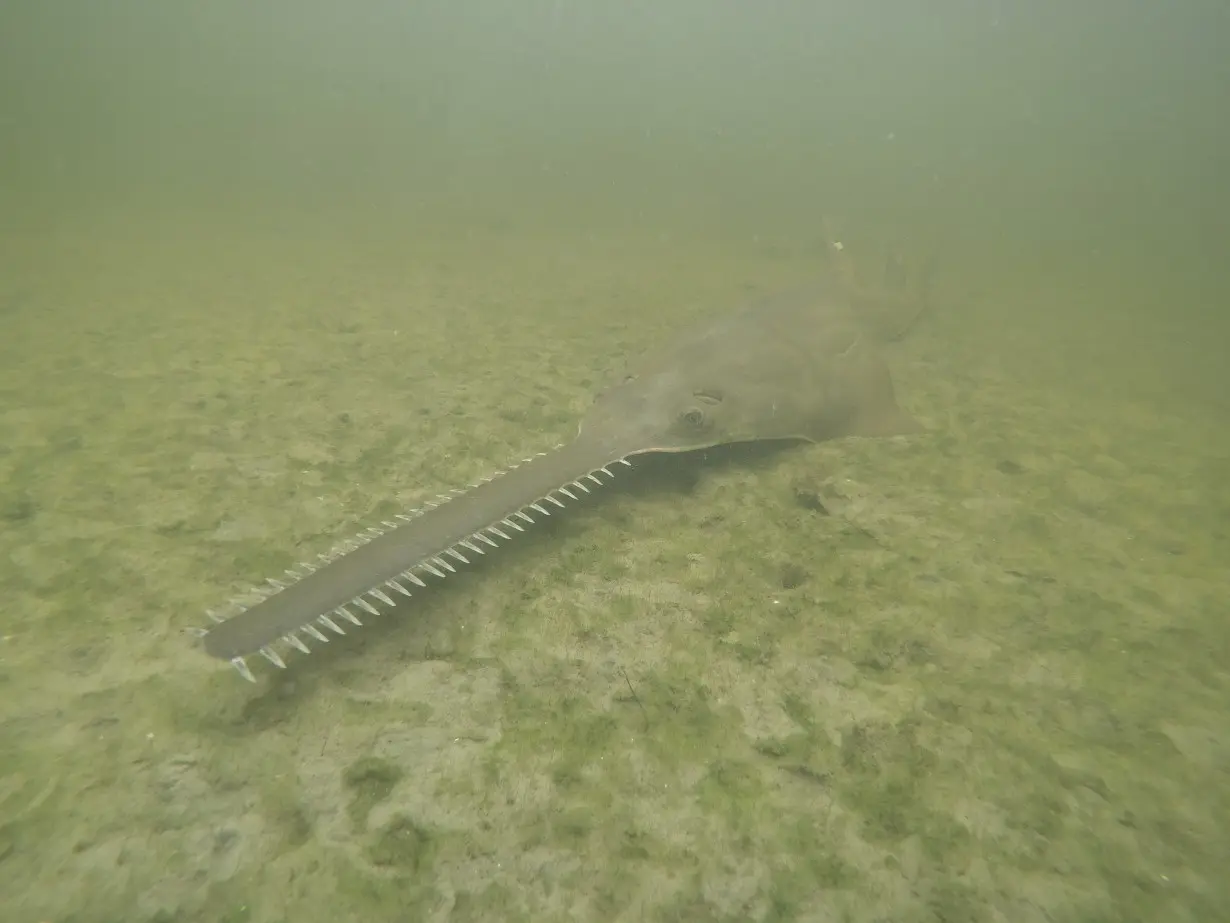 LA Post: Sawfish are spinning, and dying, in Florida waters as rescue effort begins