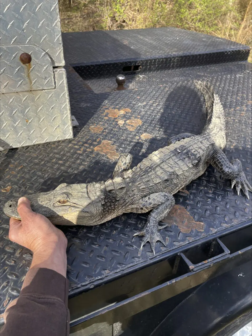 Alligator Caught