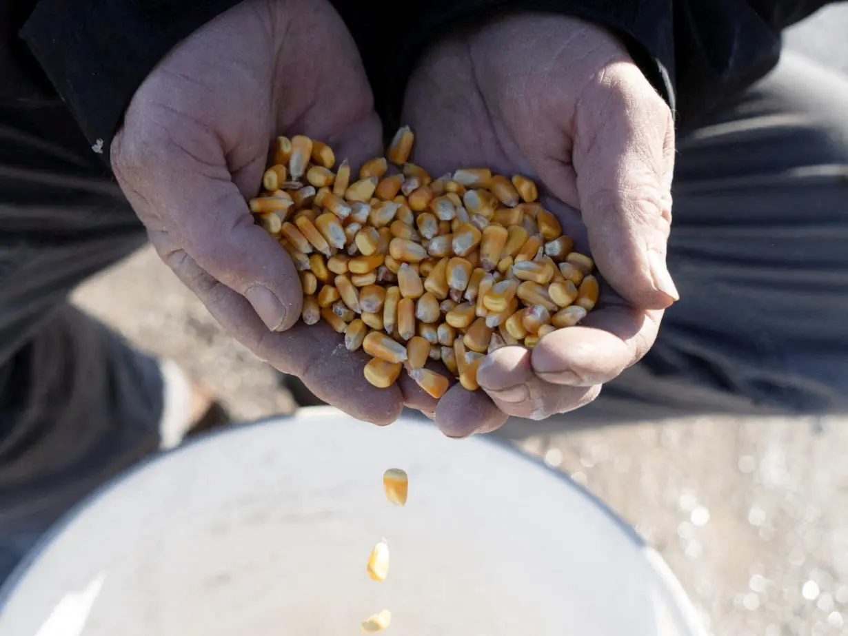 FILE PHOTO: US farmers stuck with record supplies of corn as prices tank