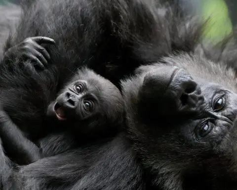 Baby gorilla cuddled by mother at London Zoo remains nameless