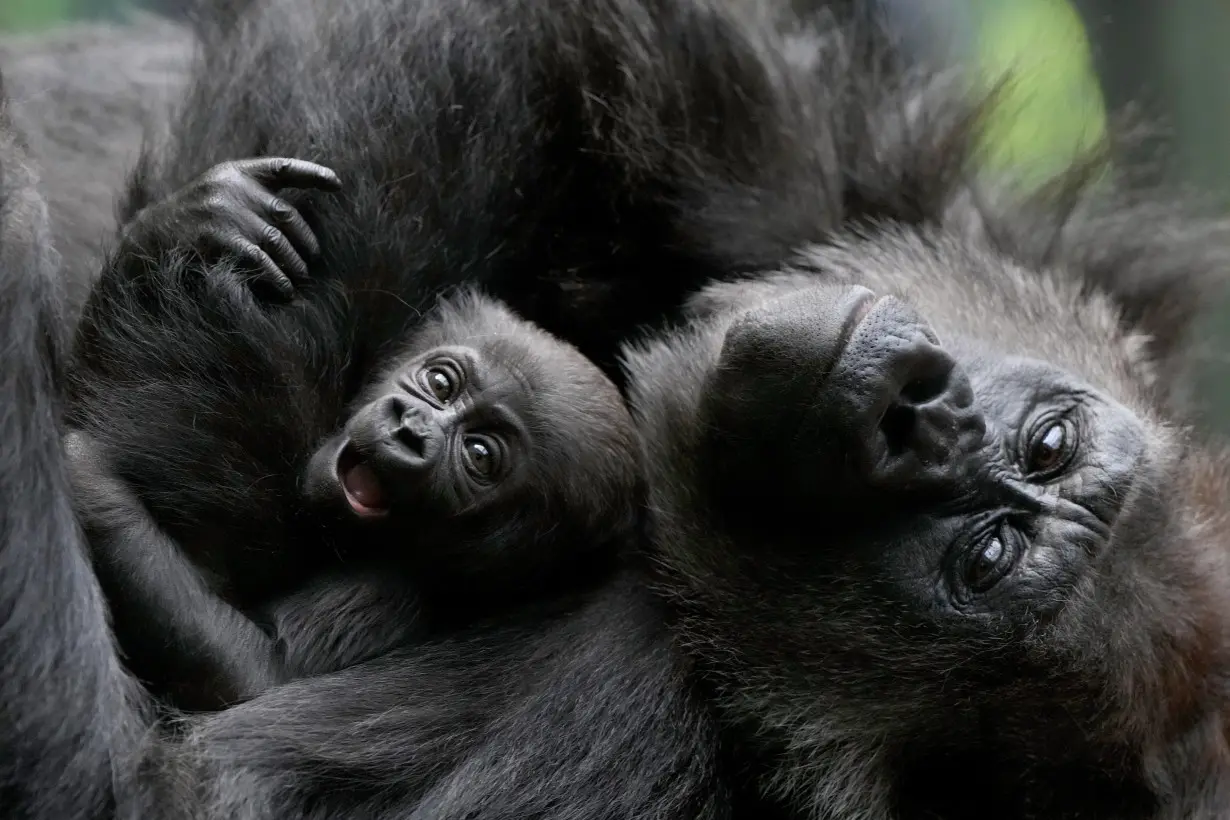 LA Post: Baby gorilla cuddled by mother at London Zoo remains nameless