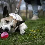 Does your dog understand when you say 'fetch the ball'? A new study in Hungary says yes