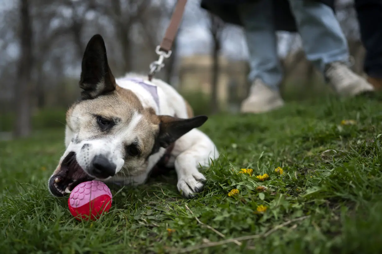LA Post: Does your dog understand when you say 'fetch the ball'? A new study in Hungary says yes