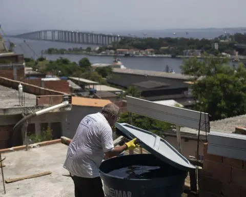 In Rio, rife with dengue, bacteria-infected mosquitoes are making a difference