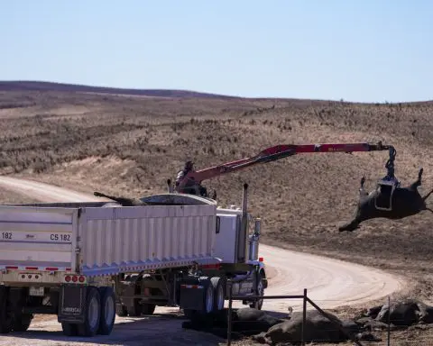 Texas Panhandle ranchers face losses and grim task of removing dead cattle killed by wildfires