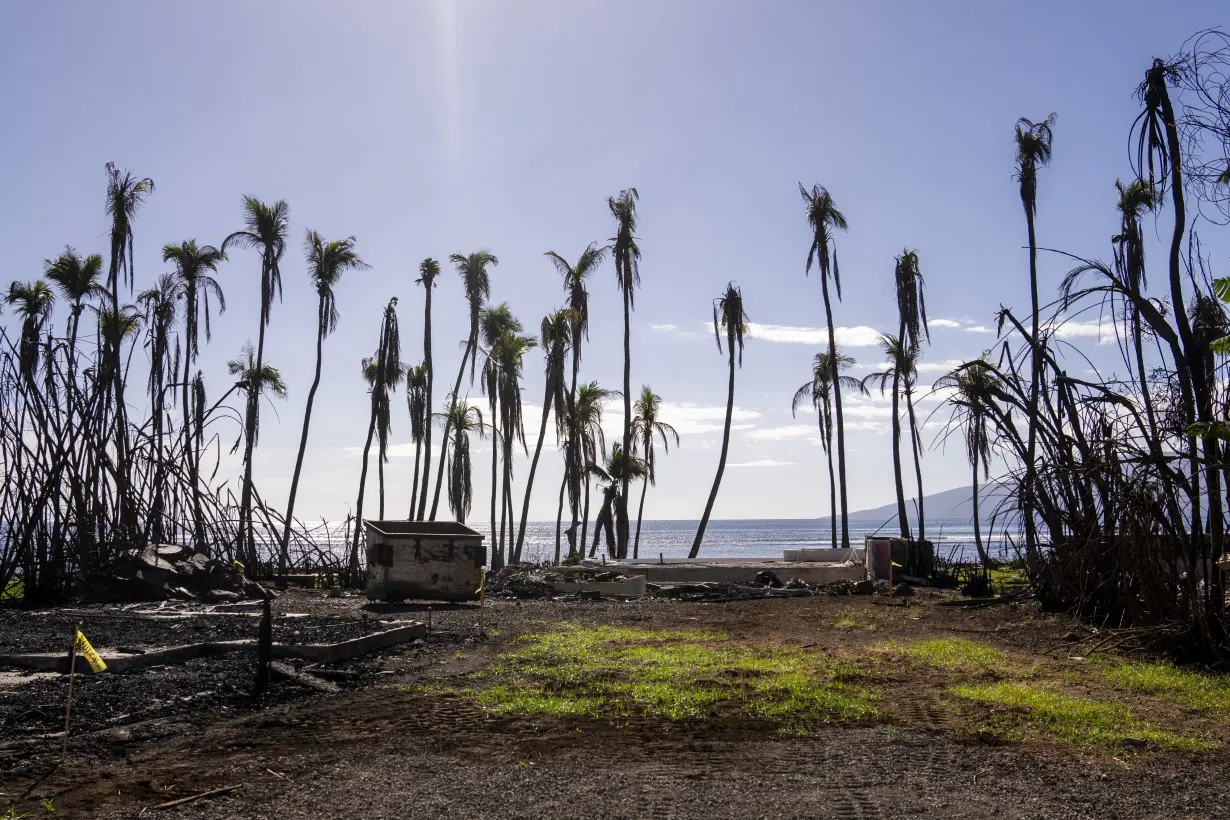 Hawaii Wildfire The Vulnerable