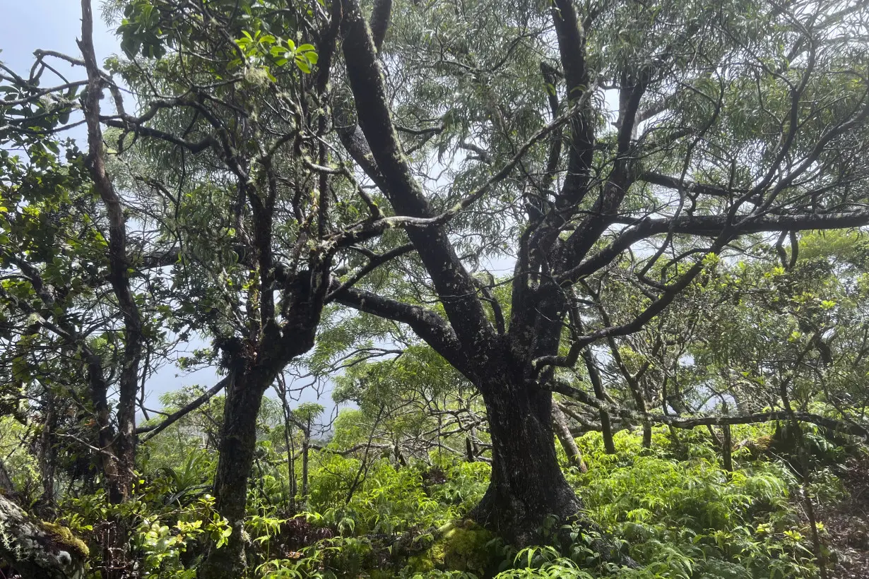 There's another wildfire burning in Hawaii. This one is destroying irreplaceable rainforest on Oahu