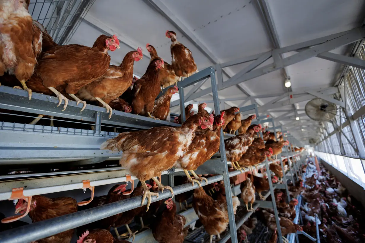 LA Post: Laid-off: Former Tyson Foods chicken farmers face high costs switching to eggs