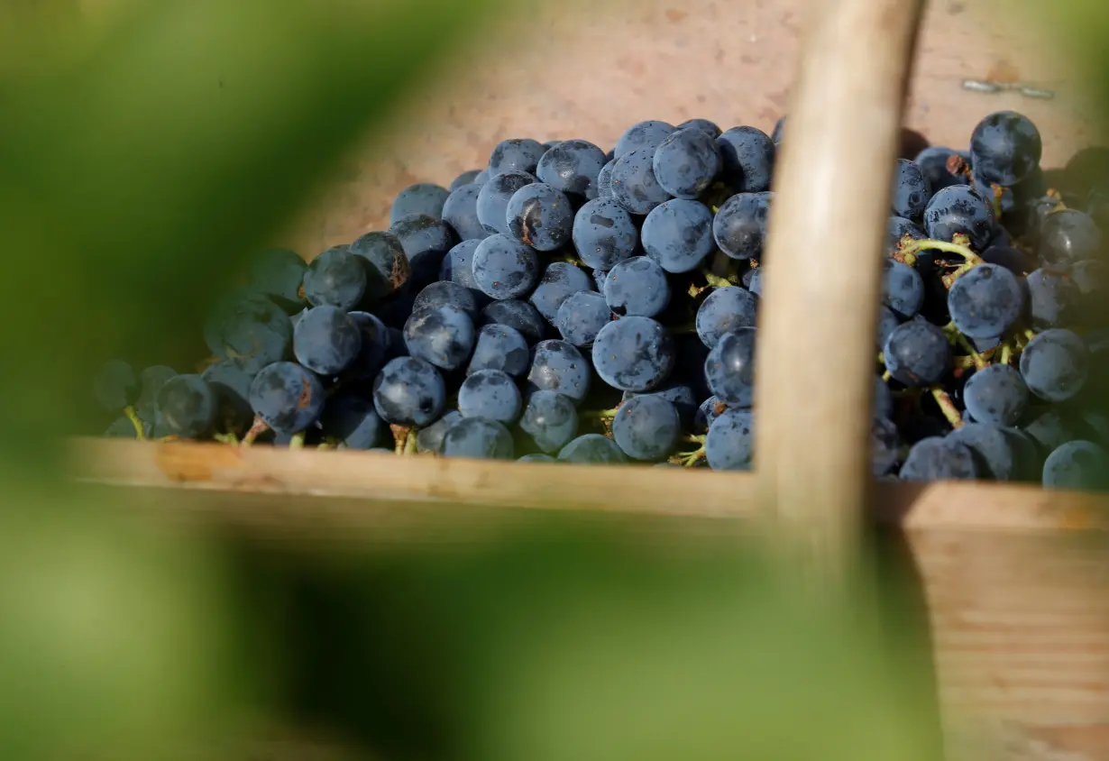 LA Post: World wine output to fall to lowest in 60 years