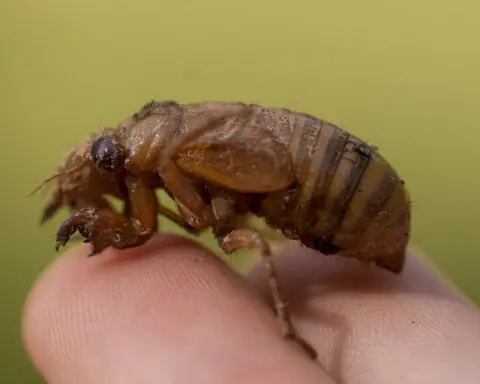 Cicadas are so noisy in a South Carolina county that residents are calling the police