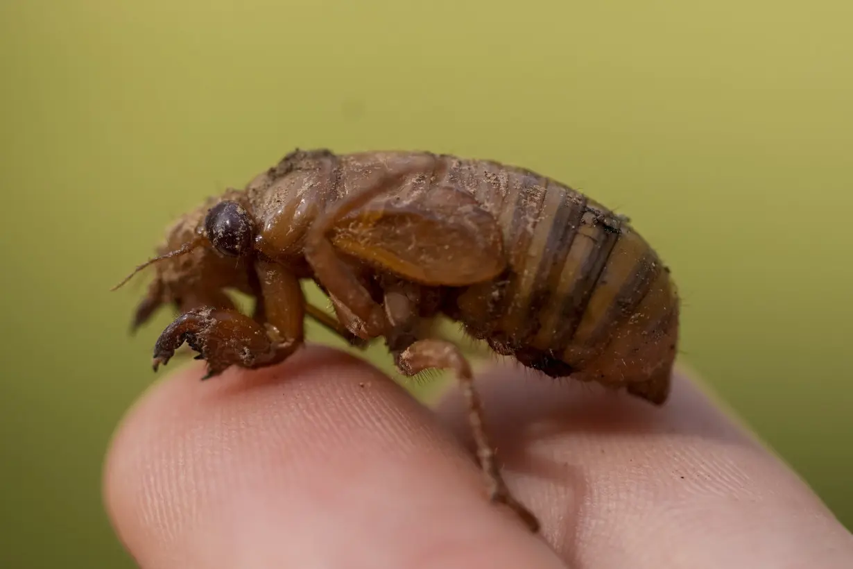 LA Post: Cicadas are so noisy in a South Carolina county that residents are calling the police