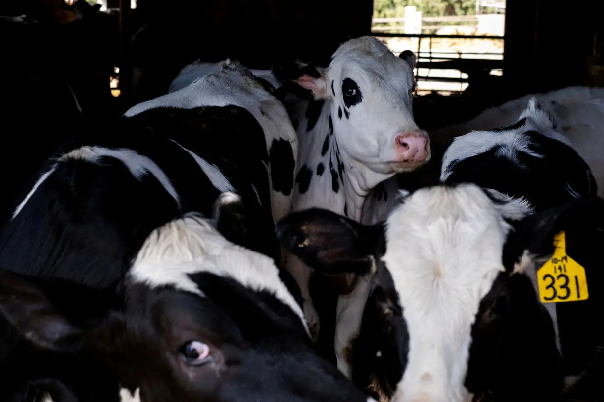 FILE PHOTO: Dairy farmer Brent Pollard in Rockford