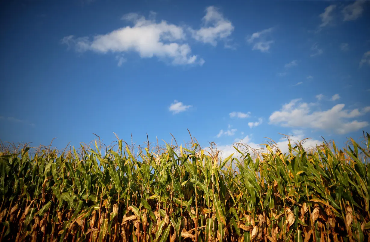 Corn is seen in the field that belonged to the Gibson family farm businesses which was auctioned off by a court appointed receiver in Morocco