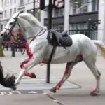 2 military horses that broke free and ran loose across London are in serious condition