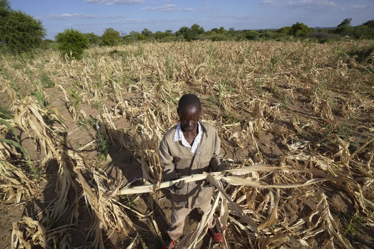 LA Post: Zimbabwe declares drought disaster, the latest in a region where El Nino has left millions hungry