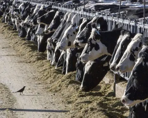 Texas person is diagnosed with bird flu after being in contact with cows