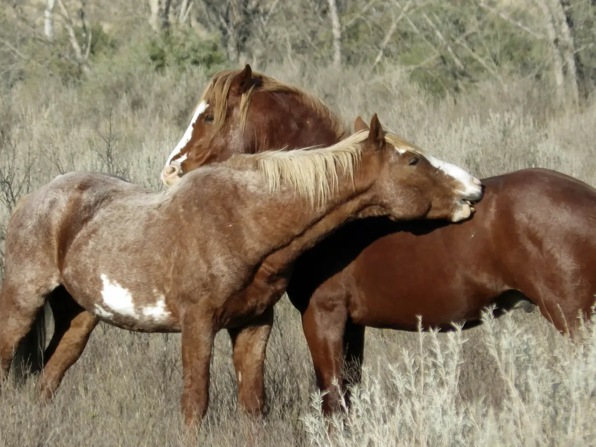 Wild Horses North Dakota