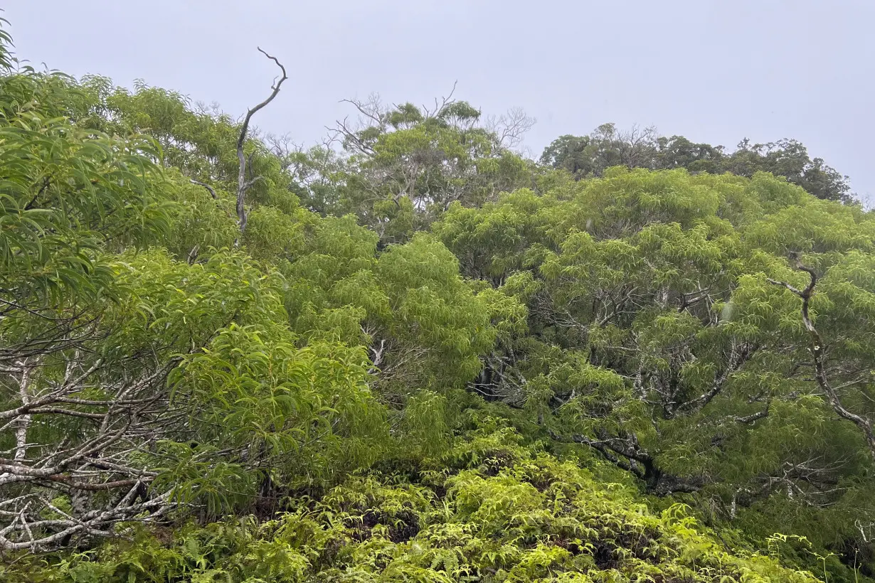 Hawaii Wildfires Rainforest