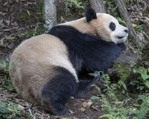 Pair of giant pandas set to travel from China to San Diego Zoo under conservation partnership