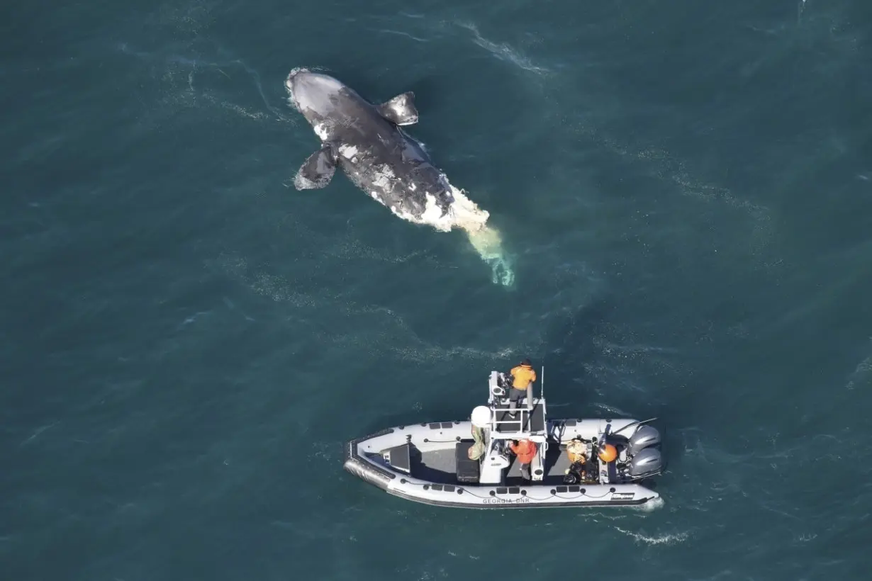 LA Post: Another endangered whale was found dead off East Coast. This one died after colliding with a ship