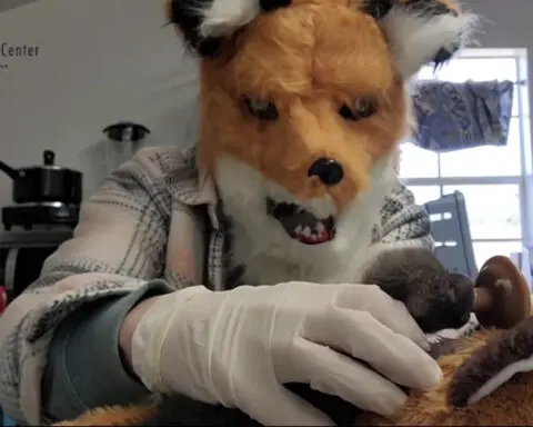 Staff at a Virginia wildlife center pretend to be red foxes as they care for an orphaned kit