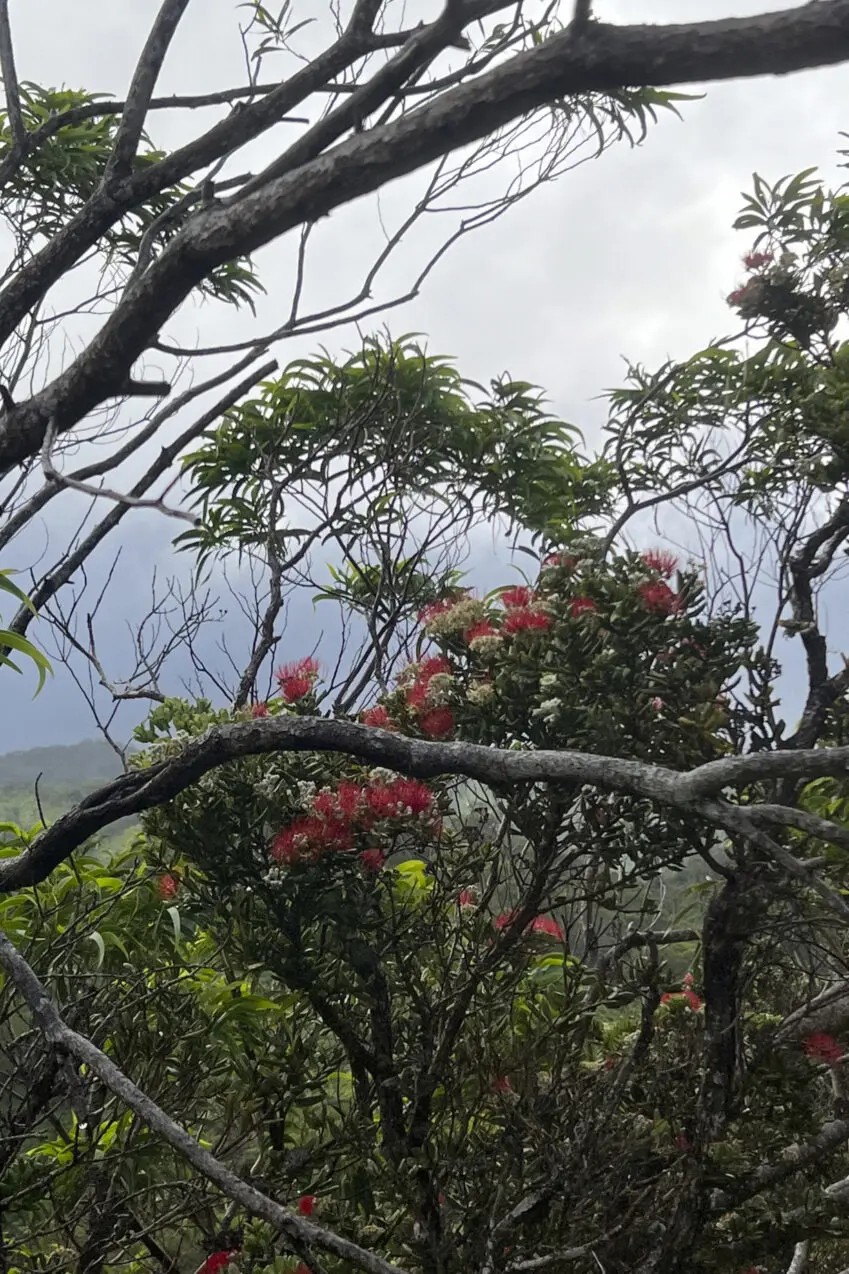 There's another wildfire burning in Hawaii. This one is destroying irreplaceable rainforest on Oahu