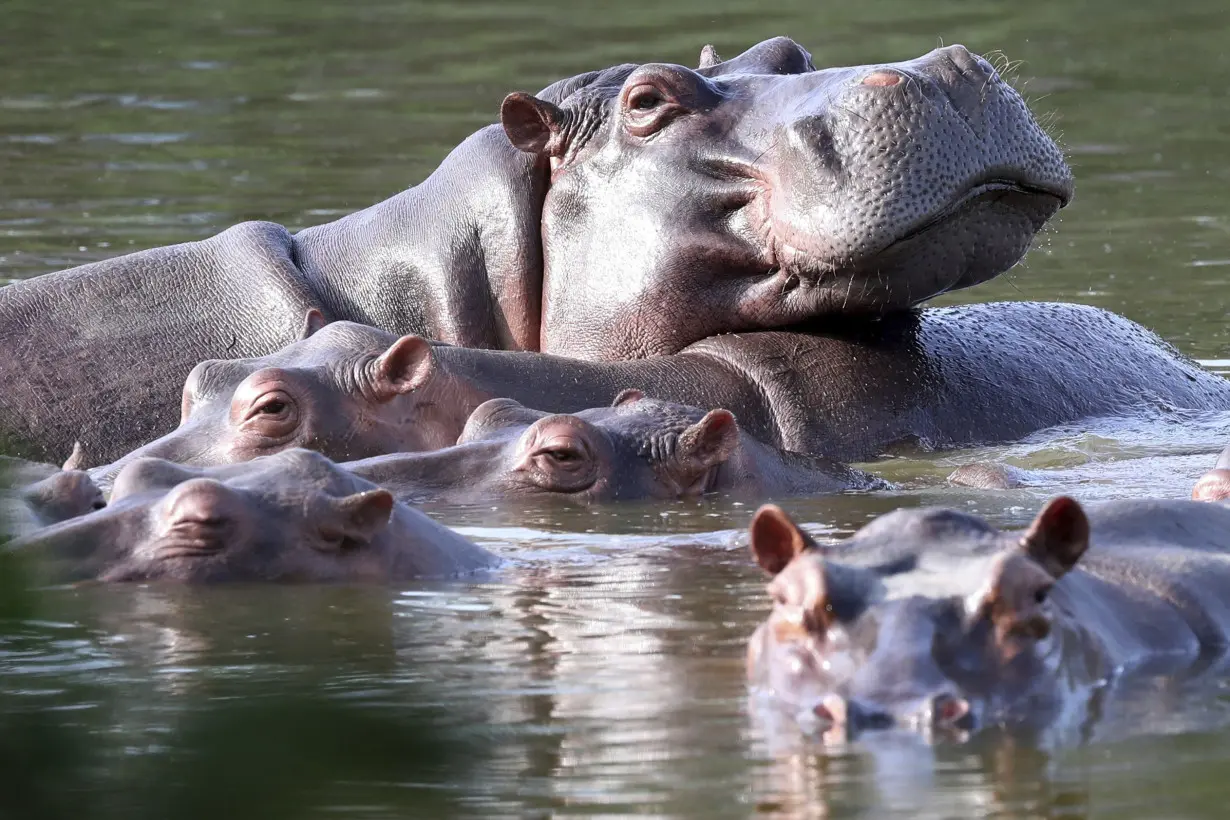 LA Post: Colombia begins sterilization of hippos descended from pets of drug kingpin Pablo Escobar