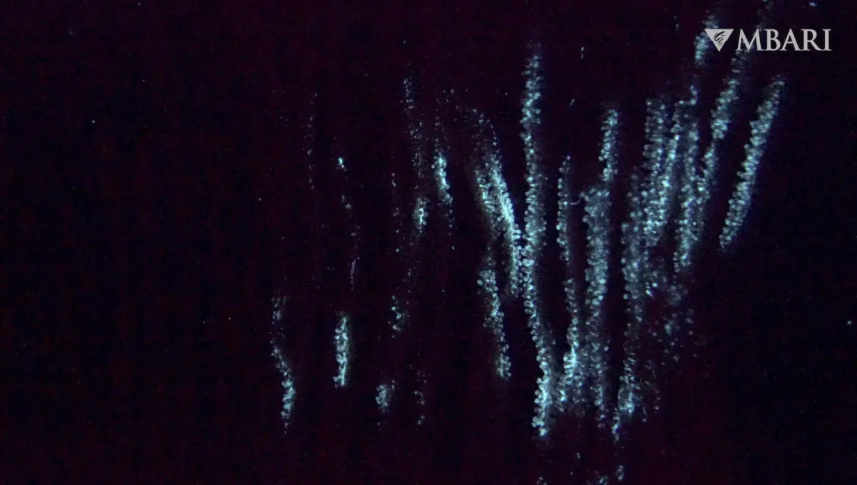 LA Post: The first glow-in-the-dark animals may have been ancient corals deep in the ocean