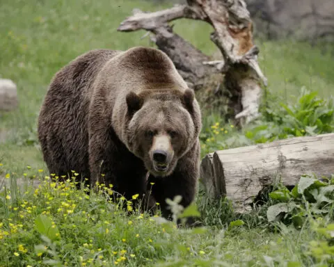 The federal government plans to restore grizzly bears to the North Cascades region of Washington