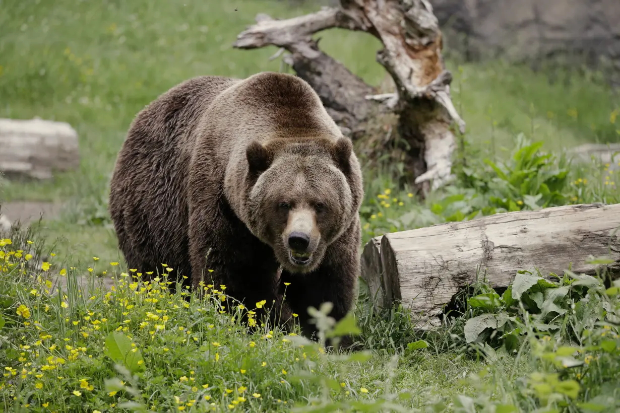 LA Post: The federal government plans to restore grizzly bears to the North Cascades region of Washington