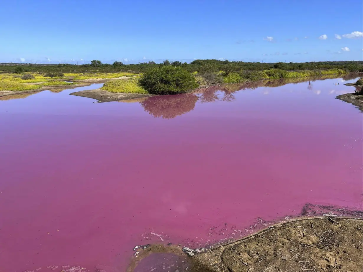 LA Post: Wildlife refuge pond in Hawaii mysteriously turns bright pink. Drought may be to blame