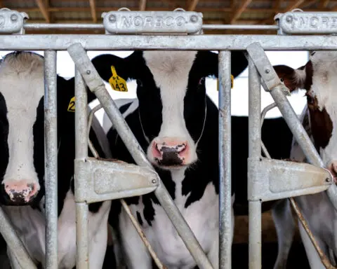 Bird flu may infect cows outside the US, says WHO