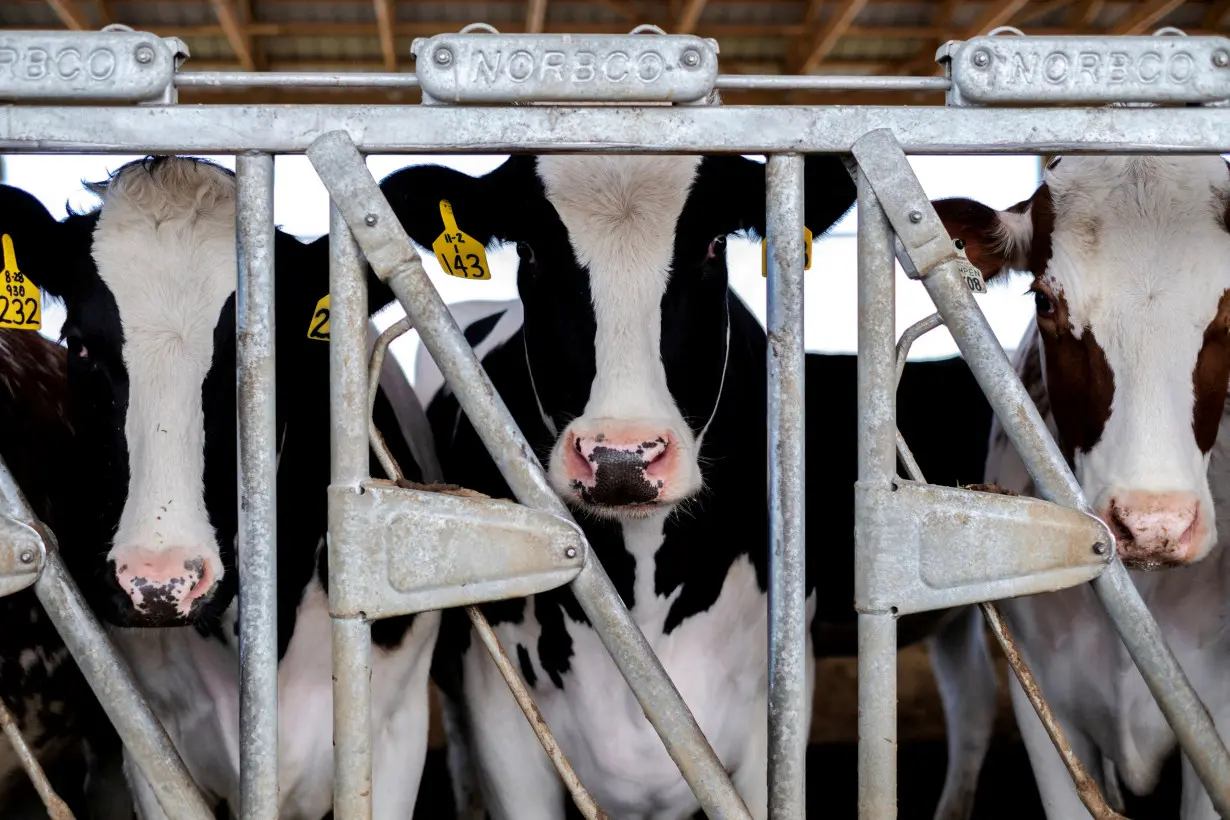 FILE PHOTO: Cows stand in their pen at a cattle farm in Rockford