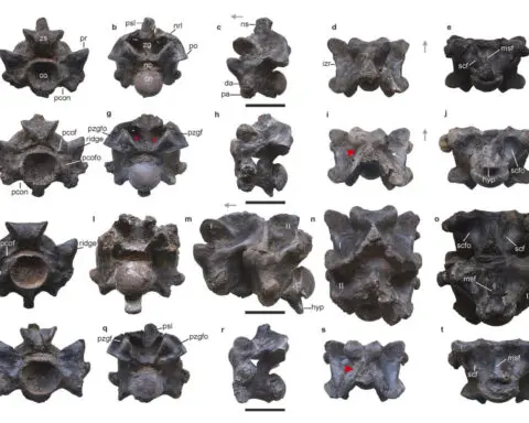 This ancient snake in India might have been longer than a school bus and weighed a ton