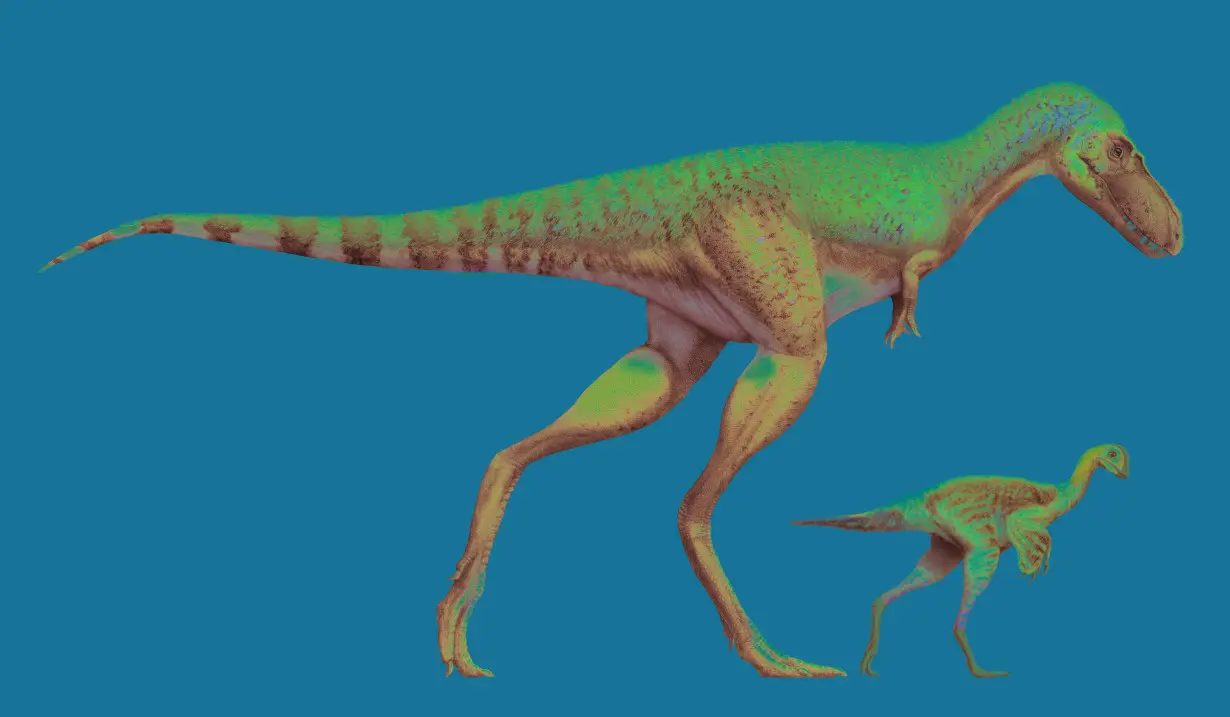 A juvenile Gorgosaurus and a Citipes are seen in this illustration