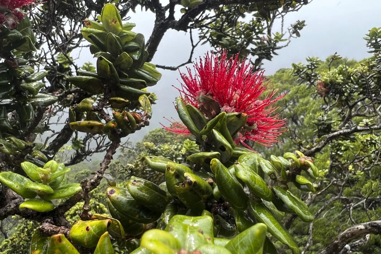 There's another wildfire burning in Hawaii. This one is destroying irreplaceable rainforest on Oahu