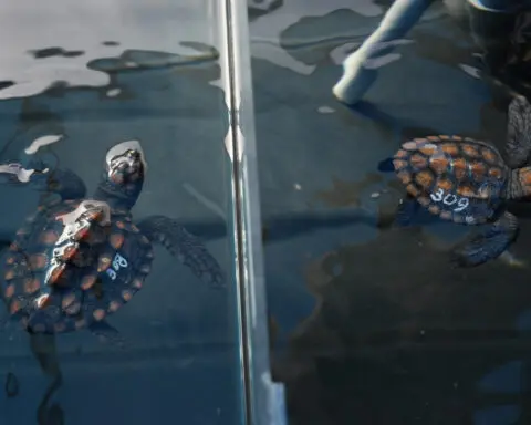 Over 500 baby sea turtles washed ashore in a big storm off South Africa. Here's the rescue effort
