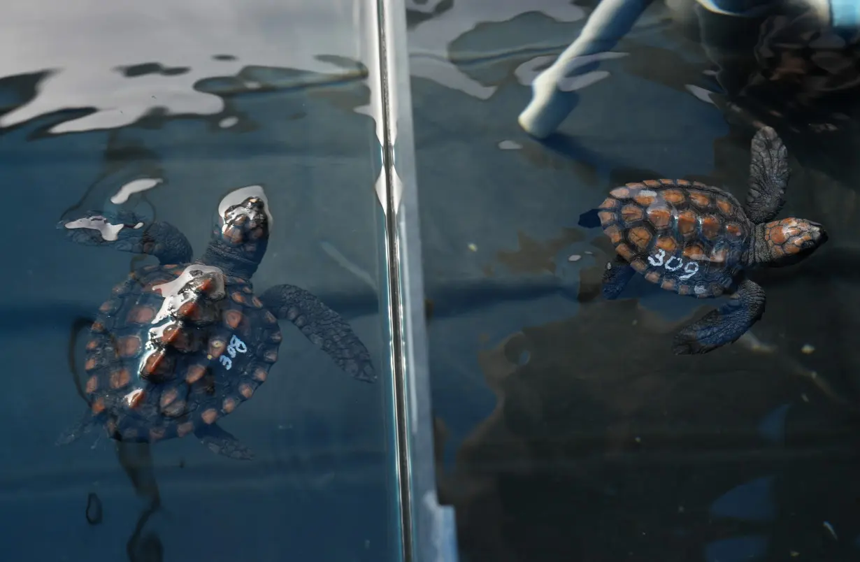 South Africa Baby Turtles Rescued