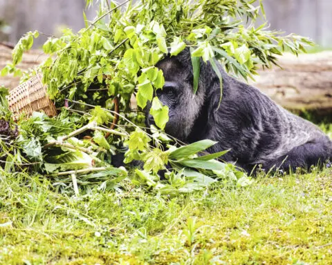 Berlin zoo celebrates the 67th birthday of Fatou, believed to be the world's oldest gorilla