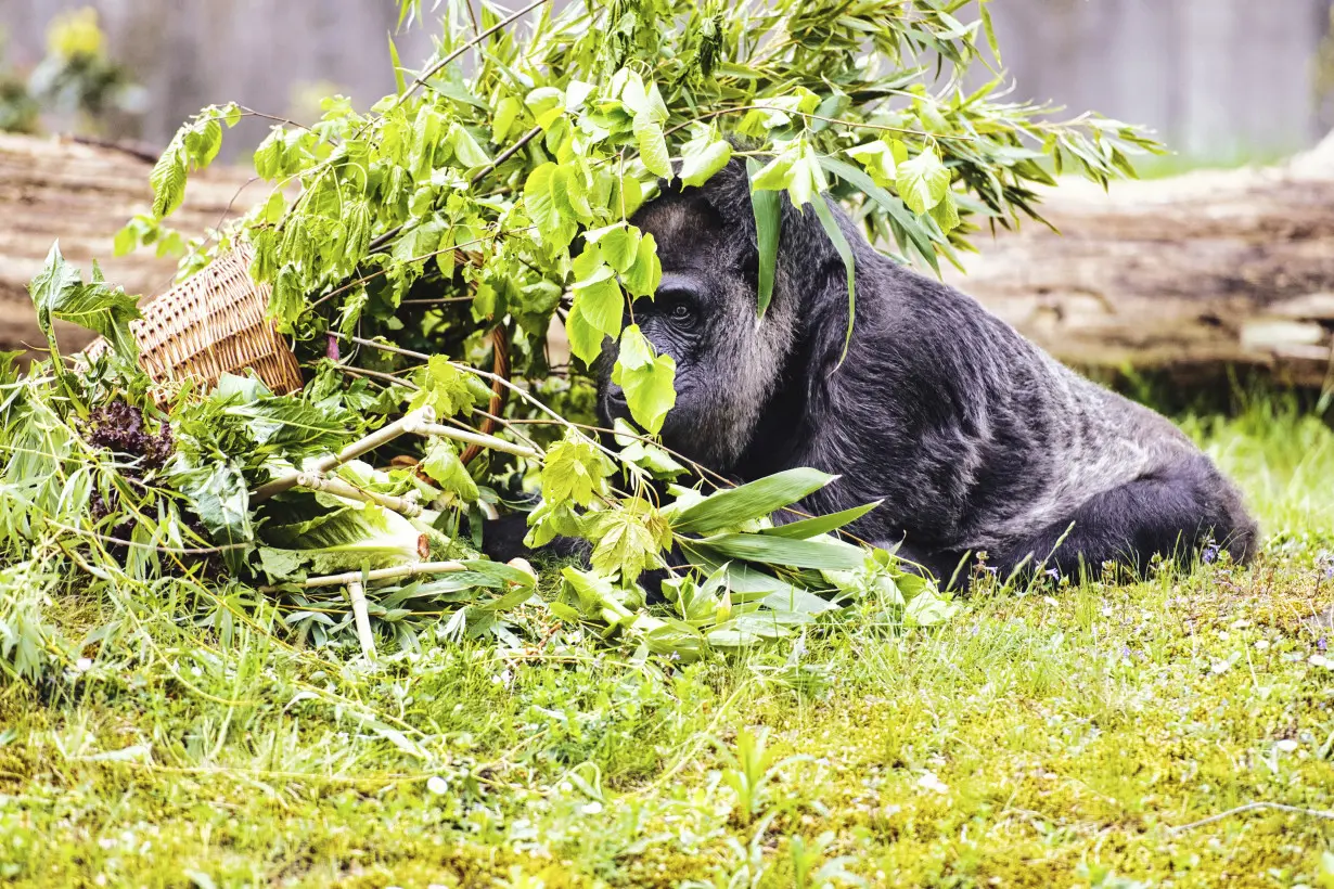 Germany Veteran Gorilla