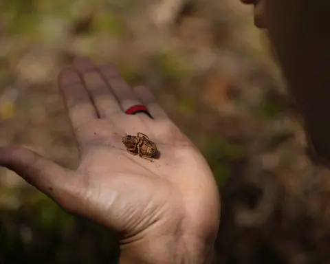 Invaders from underground are coming in cicada-geddon. It's the biggest bug emergence in centuries