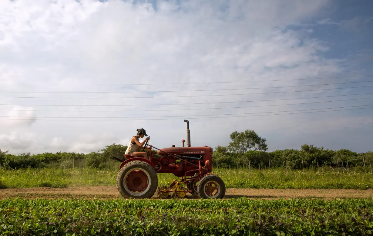 Farmer Isabel Milligan drives a tractor as she weeds and transplants crops on the farm in Amagansett