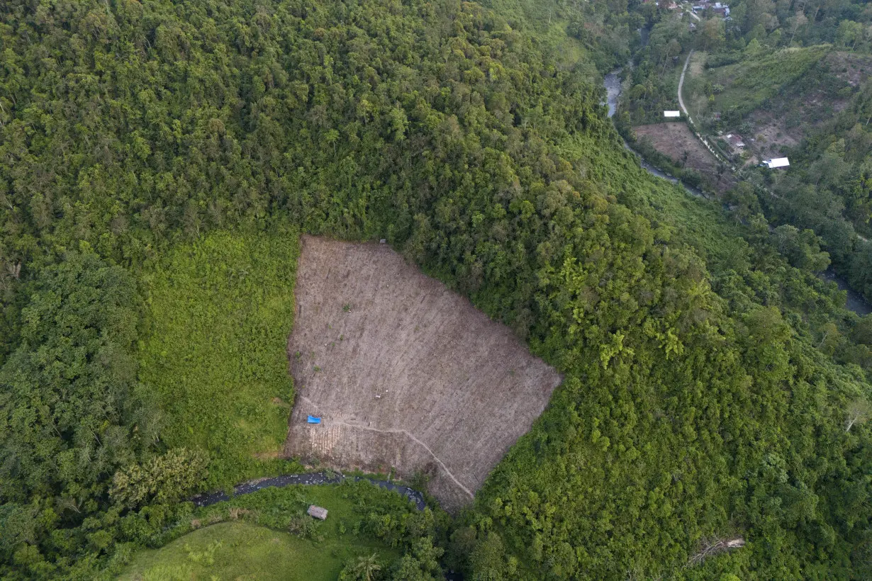 Indonesia Deforestation Data