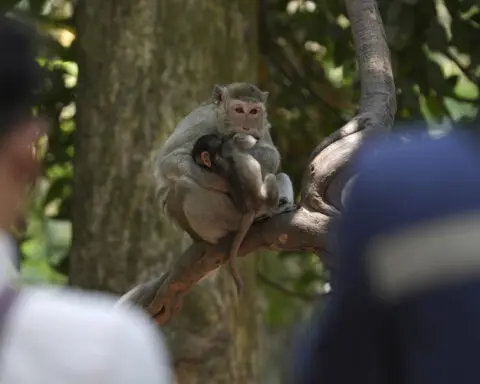 Cruelty for clicks: Cambodia is investigating YouTubers' abuse of monkeys at the Angkor UNESCO site