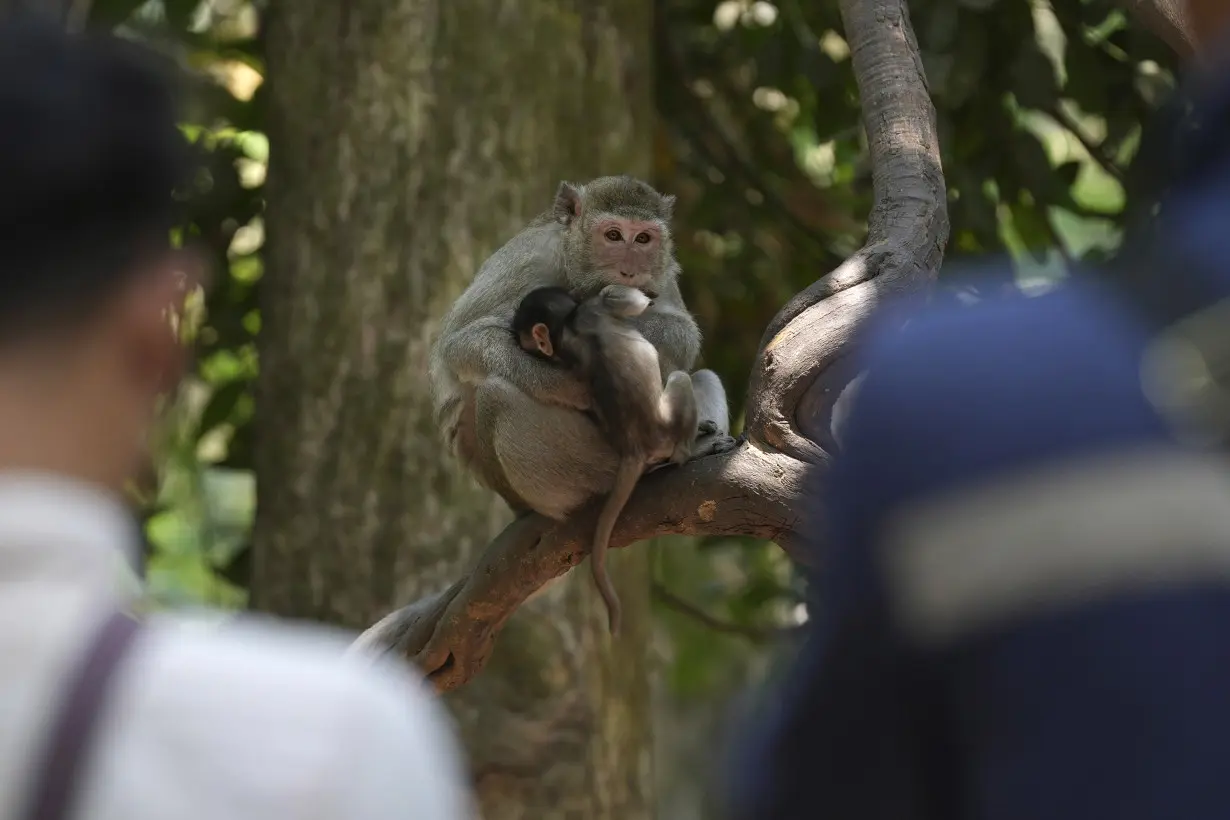 Cambodia Monkey Abuse