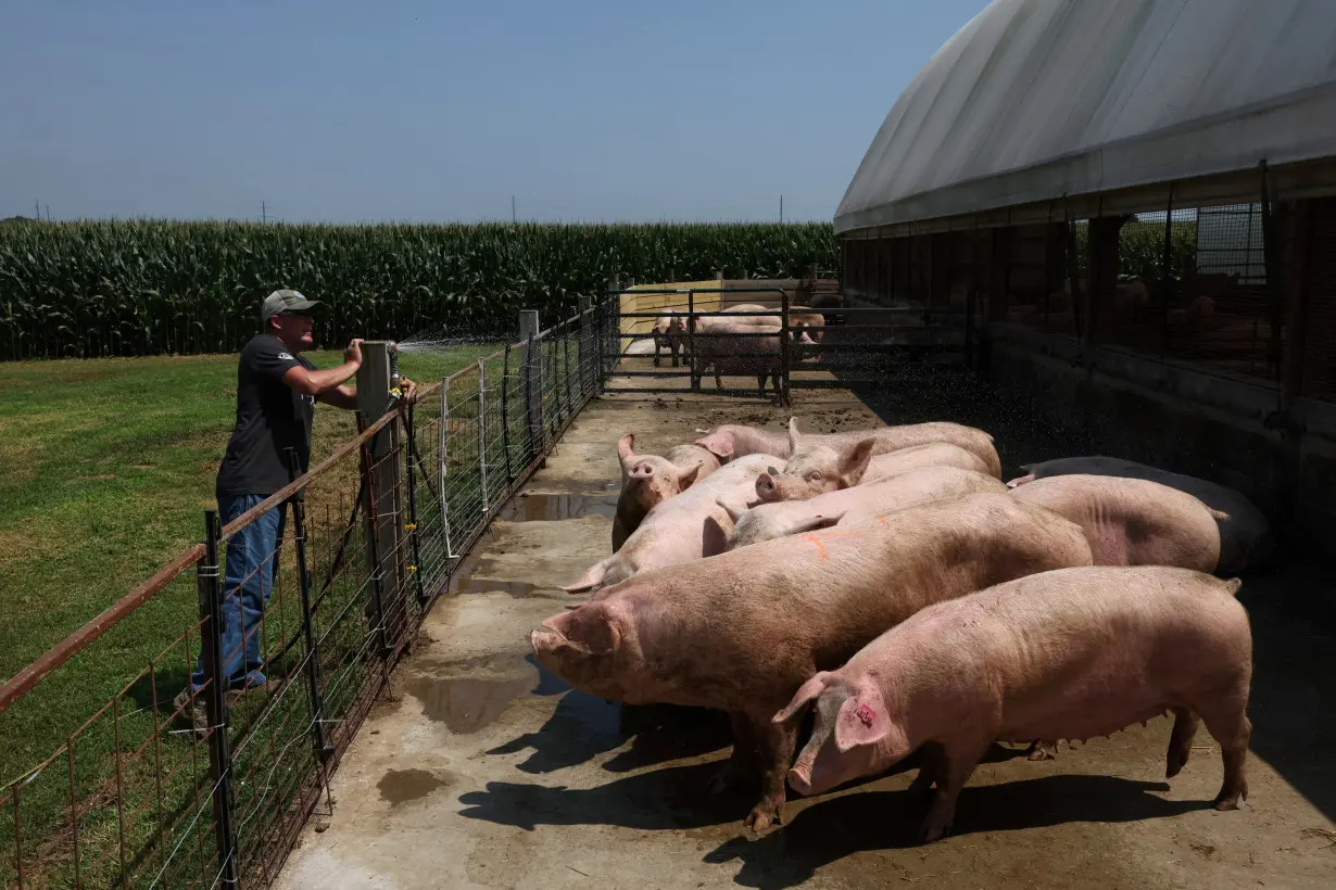 FILE PHOTO: A pig farm for Niman Ranch located in Maryland, U.S.