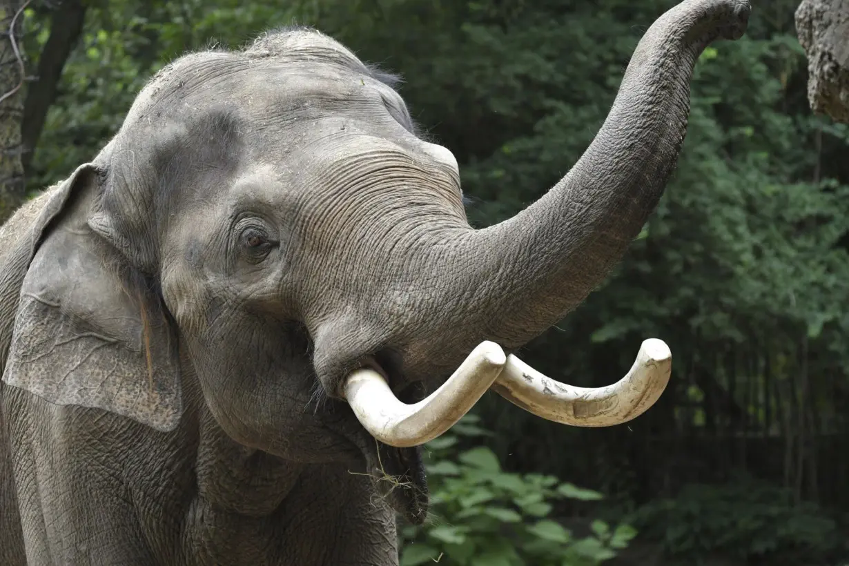 St Louis Zoo Elephant