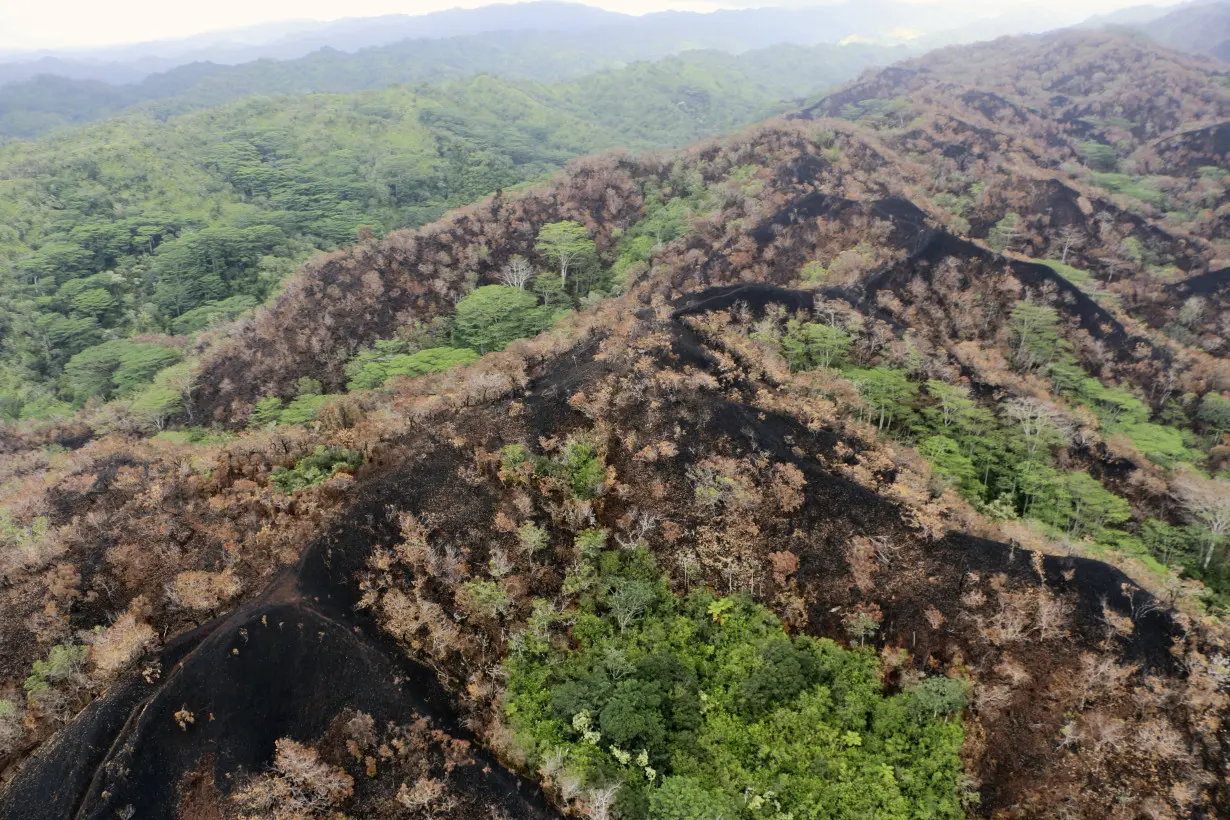 There's another wildfire burning in Hawaii. This one is destroying irreplaceable rainforest on Oahu