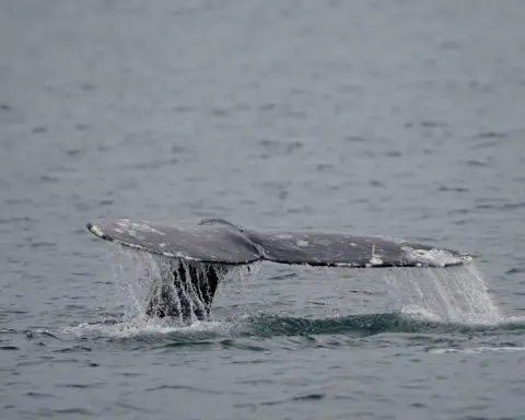 West Coast whale population recovers 5 years after hundreds washed up ashore