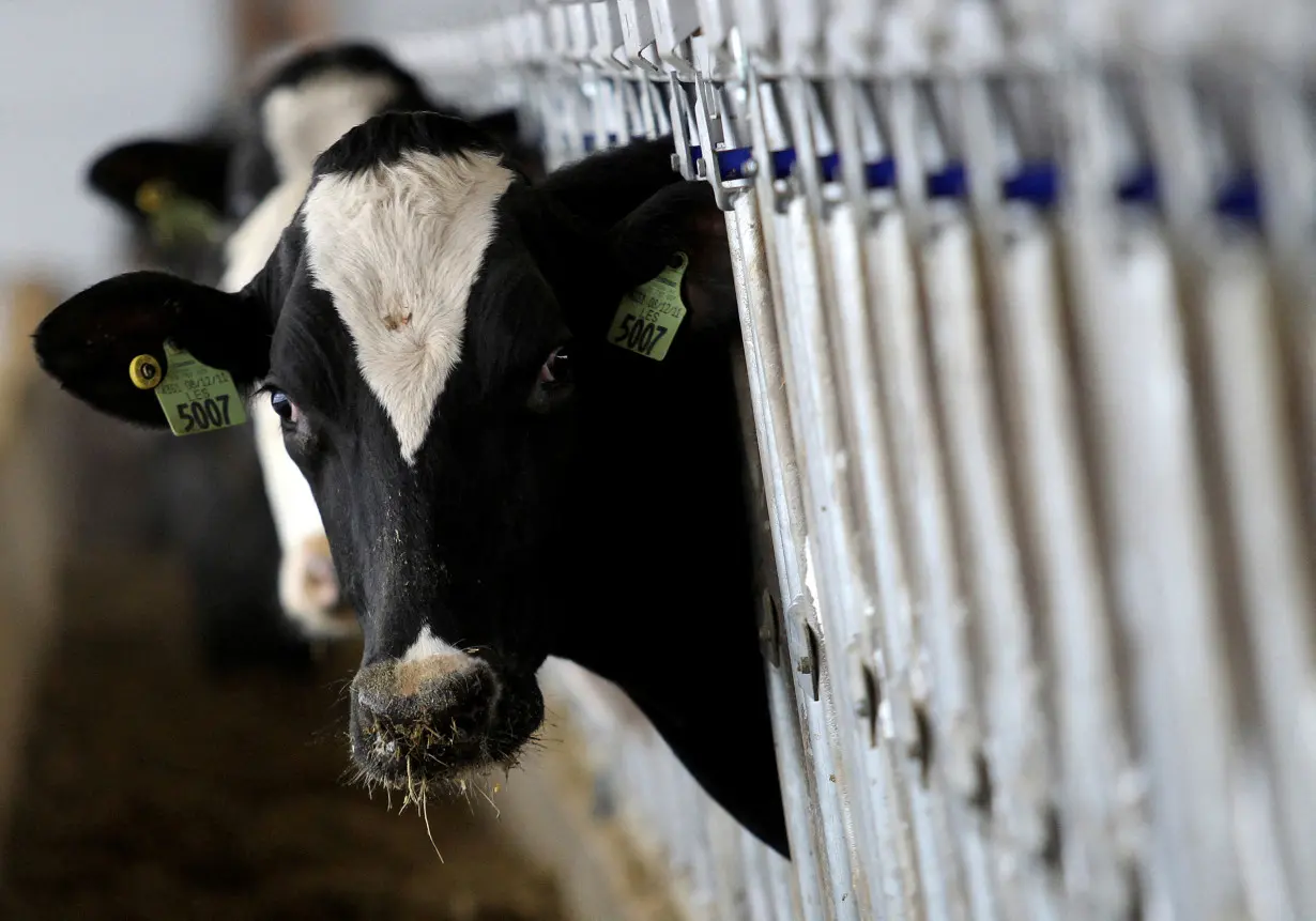 LA Post: US to test ground beef in states with bird-flu outbreaks in dairy cows